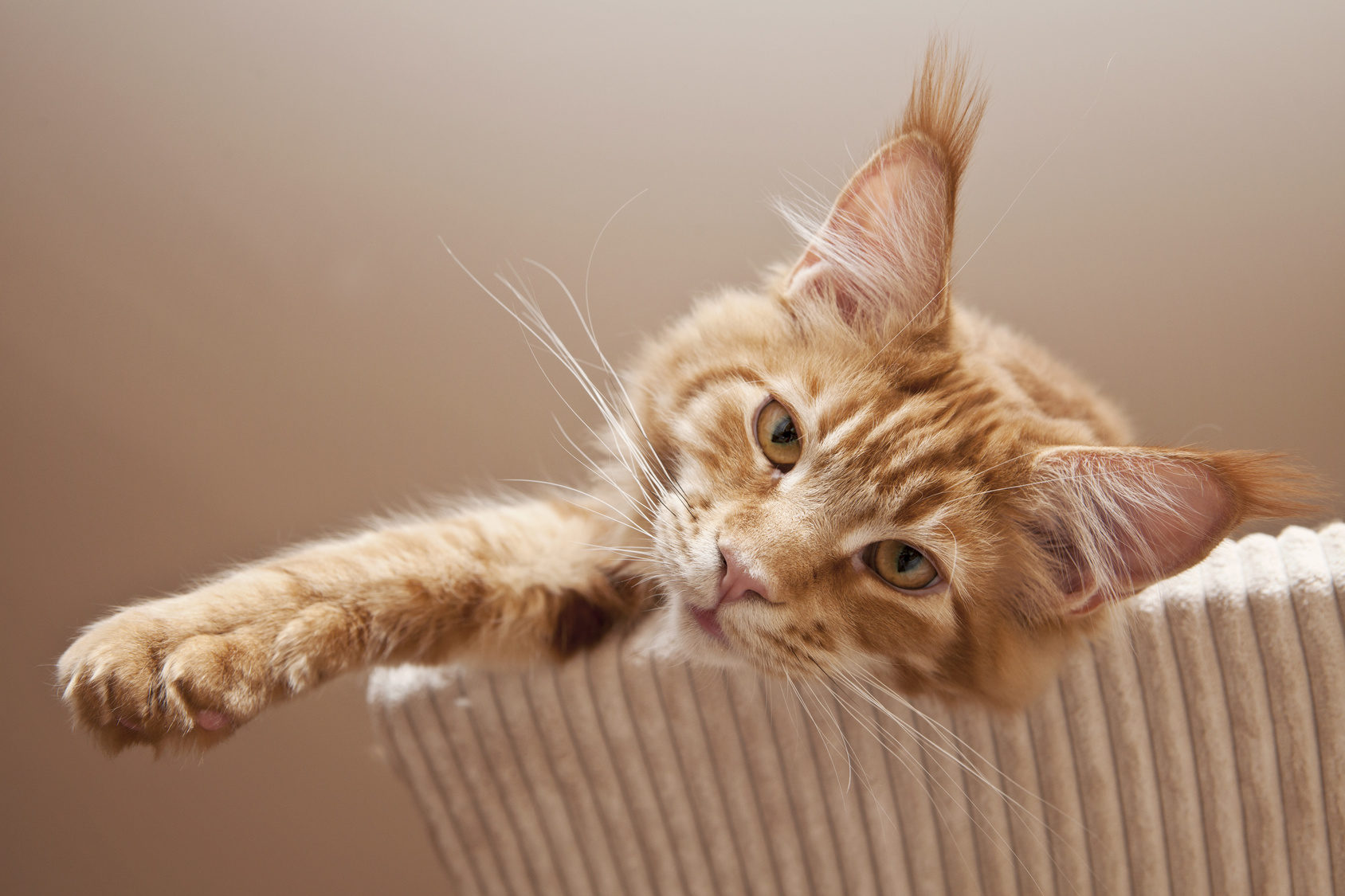 Maine Coon Kitten